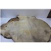 Image 4 : *Tanned Beaver Pelt - 34" x 28"