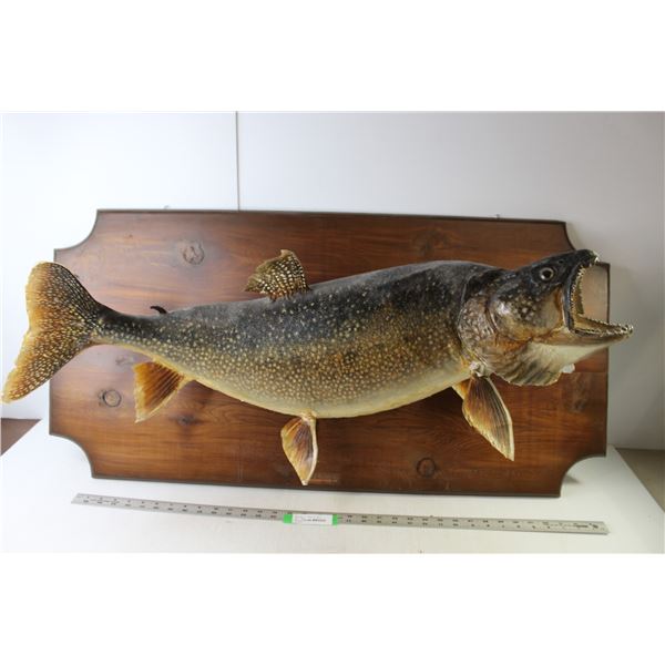 Mounted Lake Trout - Fish 3' Length Approx - Plaque 40" x 20"