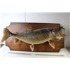 Image 1 : Mounted Lake Trout - Fish 3' Length Approx - Plaque 40" x 20"
