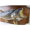 Image 2 : Mounted Lake Trout - Fish 3' Length Approx - Plaque 40" x 20"