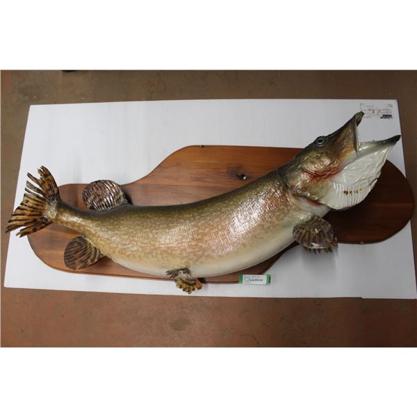 Mounted Northern Pike - Fish 39" Approx - 46" x 16"