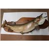 Image 1 : Mounted Northern Pike - Fish 39" Approx - 46" x 16"