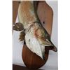 Image 2 : Mounted Northern Pike - Fish 39" Approx - 46" x 16"