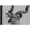 Image 3 : * Antelope Drawing Print by Donaldson - 21" x 26"