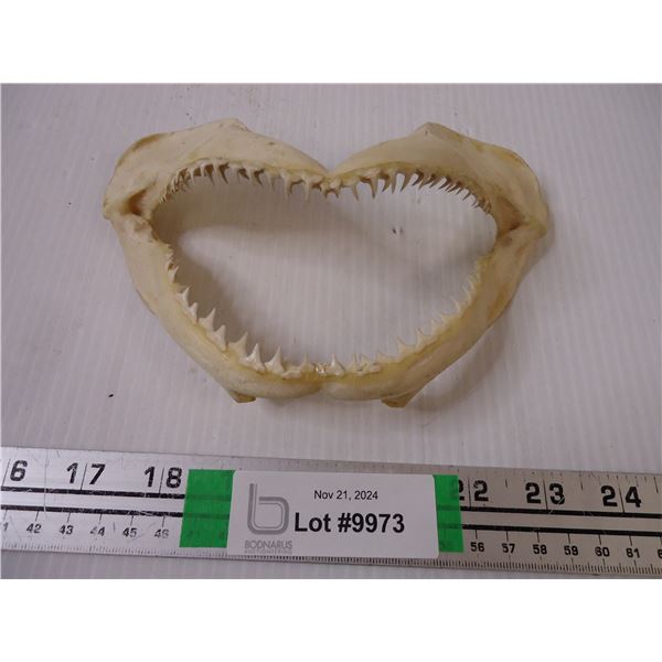 Shark Teeth Taxidermy