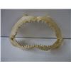 Image 4 : Shark Teeth Taxidermy