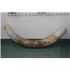 Image 1 : Large petrified mammoth tusk, 72" curve, 54" straight line end to end and 5 1/2" at it's widest poin