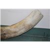 Image 2 : Large petrified mammoth tusk, 72" curve, 54" straight line end to end and 5 1/2" at it's widest poin