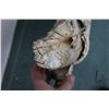 Image 8 : Large petrified mammoth tusk, 72" curve, 54" straight line end to end and 5 1/2" at it's widest poin