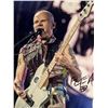 Image 1 : Red Hot Chili Peppers Flea signed photo