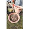 Image 1 : assorted garden planters