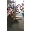 Image 3 : Antlers