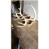 Image 2 : Antlers