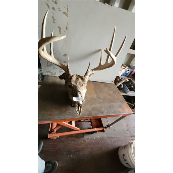 skull with antlers attached
