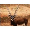Image 1 : 5 Day hunt for 4 hunters for 1 black buck 1 Patagonia ram and 2 wild boar. Donated by CantenaSafaris
