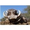 Image 2 : 10-Day Namibia Eland, Impala, Warthog Hunt for 1 Hunter & 1 Non-Hunter