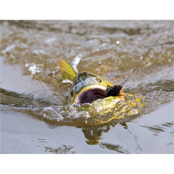 Corrientes, Argentina Boar and Dorado