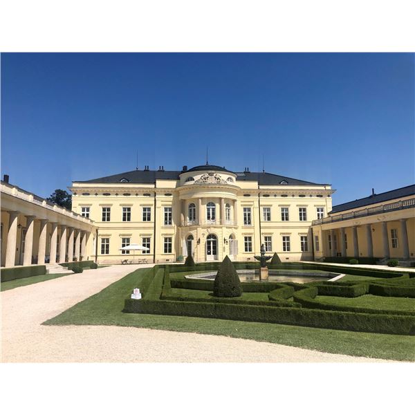 Fallow Deer in Tolna, Hungary