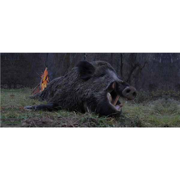 Wild Boar and Tours in Serbia