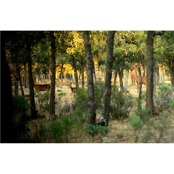 Iberian Red Deer at El Castañar, Spain
