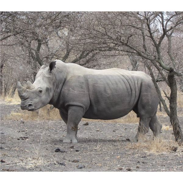 Rhinoceros Hunt in the Limpopo Province, South Africa