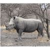 Image 1 : Rhinoceros Hunt in the Limpopo Province, South Africa