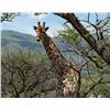 Image 1 : Giraffe in the Songimvelo Nature Reserve, South Africa