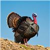 Image 7 : Sonora Goulds Turkey