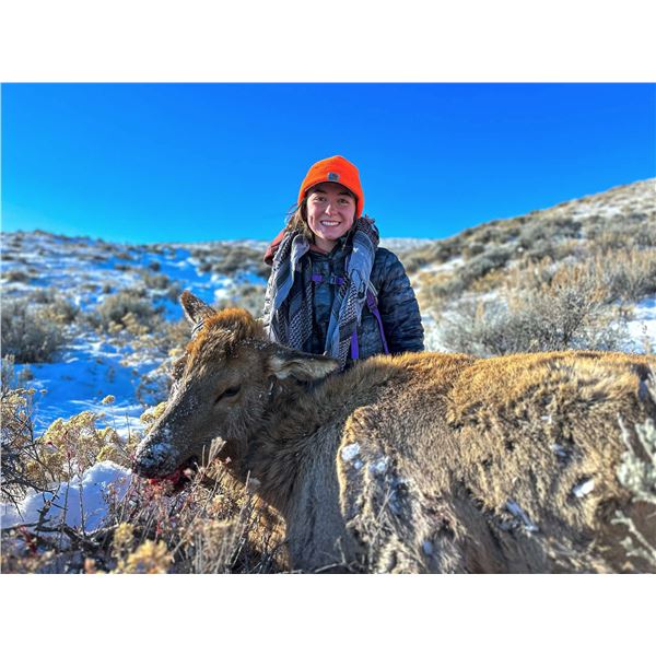 Cow Elk in Casper, Wyoming