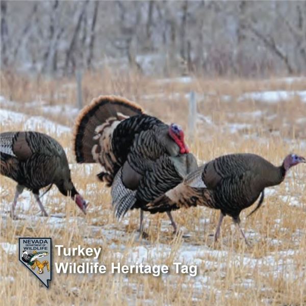 STATE OF NEVADA HERITAGE TURKEY TAG