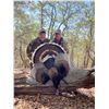 Image 3 : Goulds Turkey Hunt for 2 Mexico