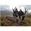 Image 8 : Hill Stag in Scottish Highlands!