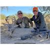 Image 3 : Coues Deer Hunt in Mexico