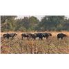 Image 14 : 7 Day Trophy Cape Buffalo Hunt in Zimbabwe for 1 hunter