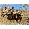 Image 8 : 7 Day Trophy Cape Buffalo Hunt in Zimbabwe for 1 hunter