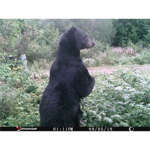 Canada, New Brunswick Spring or Fall Black Bear Hunt for 2 hunters