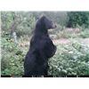 Image 1 : Canada, New Brunswick Spring or Fall Black Bear Hunt for 2 hunters