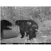 Image 2 : Canada, New Brunswick Spring or Fall Black Bear Hunt for 2 hunters