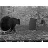 Image 3 : Canada, New Brunswick Spring or Fall Black Bear Hunt for 2 hunters