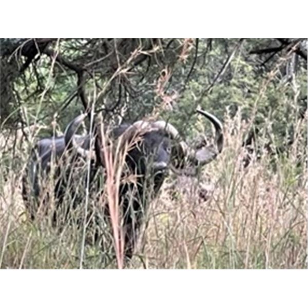 INFINITO SAFARIS SOUTH AFRICA HUNT