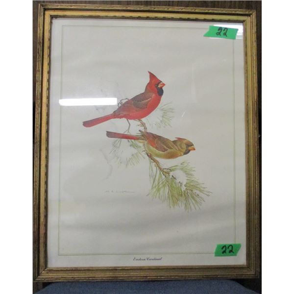 FRAMED PICTURE OF EASTERN CARDINAL (APPROX. 22" X 18")