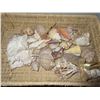 Image 2 : BASKET C/W ASSORTED SEA SHELLS