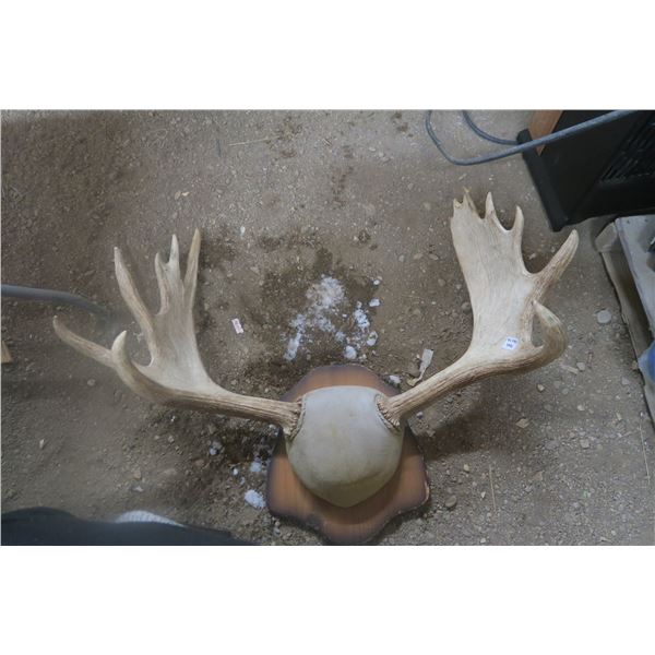 mounted moose antlers