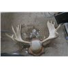 Image 1 : mounted moose antlers