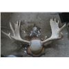 Image 2 : mounted moose antlers