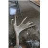 Image 3 : mounted moose antlers