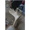 Image 4 : mounted moose antlers
