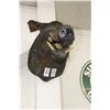 Image 1 : Wild Boar Taxidermy