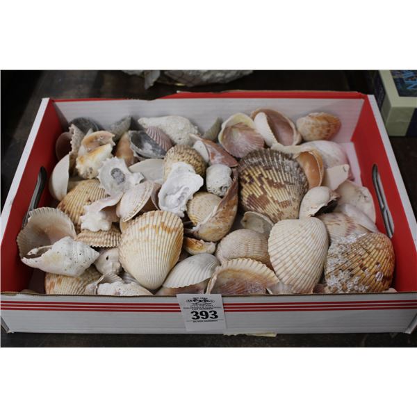 Sea Shells