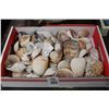 Image 1 : Sea Shells